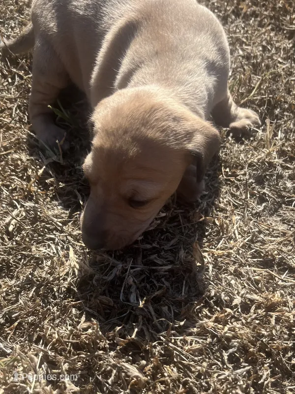 Ariel – Italian Greyhound puppy for sale in Norwood, MO