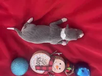 Jed, a male Italian Greyhound for sale in Norwood, MO – 7 of 10