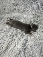 “Jace”, a male Italian Greyhound for sale in Norwood, MO – Photo 3 of 8