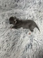 “Jace”, a male Italian Greyhound for sale in Norwood, MO – Photo 5 of 8