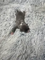 “Jace”, a male Italian Greyhound for sale in Norwood, MO – Photo 4 of 8