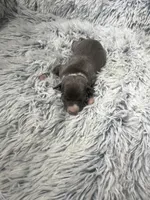 “Jace”, a male Italian Greyhound for sale in Norwood, MO – Photo 1 of 8