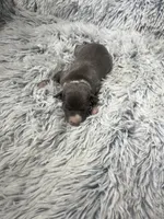 “Jace”, a male Italian Greyhound for sale in Norwood, MO – Photo 7 of 8