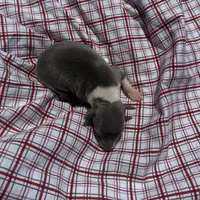 Louie, a male Italian Greyhound for sale in Norwood, MO – 3 of 7