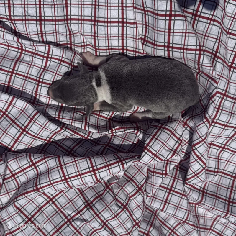 Opie – Italian Greyhound puppy for sale in Norwood, MO