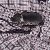 Opie, a male Italian Greyhound for sale in Norwood, MO – 1 of 5