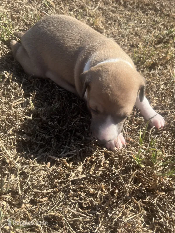 Josie – Italian Greyhound puppy for sale in Norwood, MO