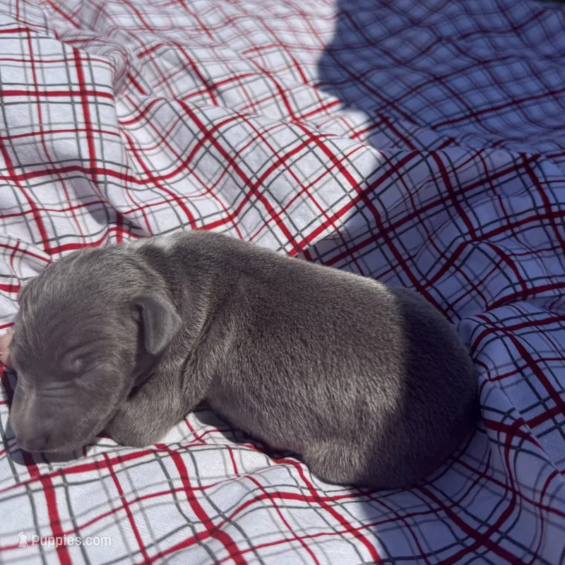 Paulie, a male Italian Greyhound for sale in Norwood, MO – 1 of 6