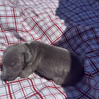 Paulie, a male Italian Greyhound for sale in Norwood, MO – 1 of 6