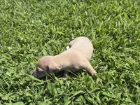 Jaxson, a male Italian Greyhound for sale in Norwood, MO – 2 of 10