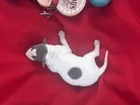 Jake, a male Italian Greyhound for sale in Norwood, MO – 8 of 10