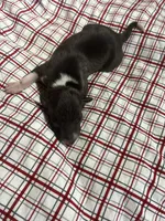 “Hollie”, a female Italian Greyhound for sale in Norwood, MO – Photo 3 of 8