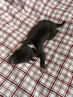 “Hollie”, a female Italian Greyhound for sale in Norwood, MO – Photo 2 of 8