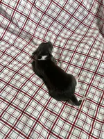 “Hollie”, a female Italian Greyhound for sale in Norwood, MO – Photo 8 of 8