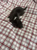 “Hollie”, a female Italian Greyhound for sale in Norwood, MO – Photo 5 of 8