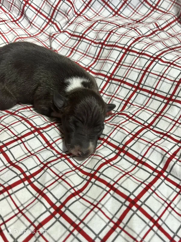 “Hollie” – Italian Greyhound puppy for sale in Norwood, MO