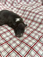 “Hollie”, a female Italian Greyhound for sale in Norwood, MO – Photo 1 of 8