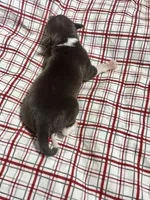 “Hollie”, a female Italian Greyhound for sale in Norwood, MO – Photo 4 of 8