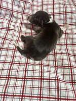 “Hollie”, a female Italian Greyhound for sale in Norwood, MO – Photo 6 of 8