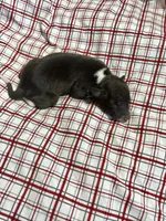 “Hollie”, a female Italian Greyhound for sale in Norwood, MO – Photo 7 of 8