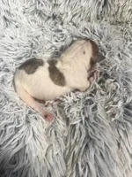 Benji, a male Italian Greyhound for sale in Norwood, MO – 6 of 8