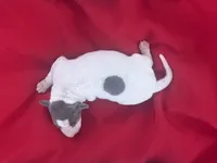 Jake, a male Italian Greyhound for sale in Norwood, MO – 10 of 10
