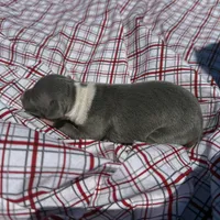 Opie, a male Italian Greyhound for sale in Norwood, MO – 3 of 5