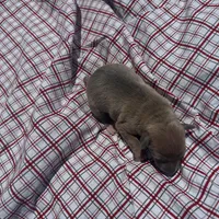 Jaxson, a male Italian Greyhound for sale in Norwood, MO – 5 of 8