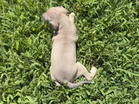 Jaxson, a male Italian Greyhound for sale in Norwood, MO – 5 of 10