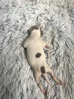 Howie, a male Italian Greyhound for sale in Norwood, MO – 3 of 7