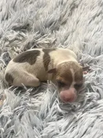 Benji, a male Italian Greyhound for sale in Norwood, MO – 3 of 8