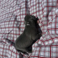 Paulie, a male Italian Greyhound for sale in Norwood, MO – 6 of 6