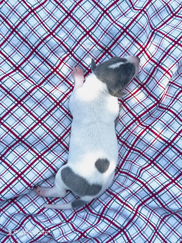 “Benji” – Italian Greyhound puppy on hold in Norwood, MO