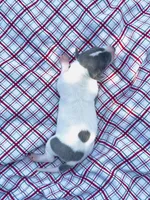 “Benji”, a male Italian Greyhound for sale in Norwood, MO – 1 of 10