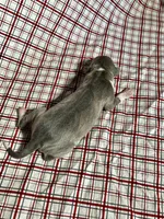 “Bella”, a female Italian Greyhound for sale in Norwood, MO – Photo 4 of 7