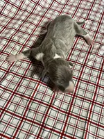 “Bella”, a female Italian Greyhound for sale in Norwood, MO – Photo 7 of 7