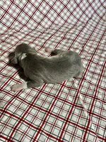 “Bella”, a female Italian Greyhound for sale in Norwood, MO – Photo 6 of 7