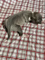 “Bella”, a female Italian Greyhound for sale in Norwood, MO – Photo 3 of 7