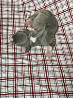 “Bella”, a female Italian Greyhound for sale in Norwood, MO – Photo 5 of 7