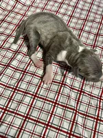 “Bella”, a female Italian Greyhound for sale in Norwood, MO – Photo 2 of 7
