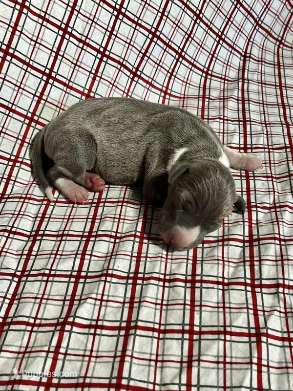 “Bella” – Italian Greyhound puppy for sale in Norwood, MO