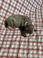“Bella”, a female Italian Greyhound for sale in Norwood, MO – Photo 1 of 7