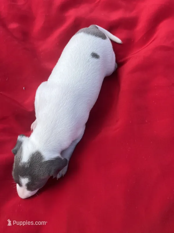 Tuck – Italian Greyhound puppy for sale in Norwood, MO