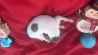 Jake, a male Italian Greyhound for sale in Norwood, MO – 9 of 10