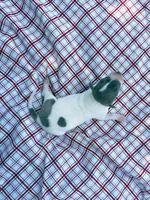 “Benji”, a male Italian Greyhound for sale in Norwood, MO – 2 of 10