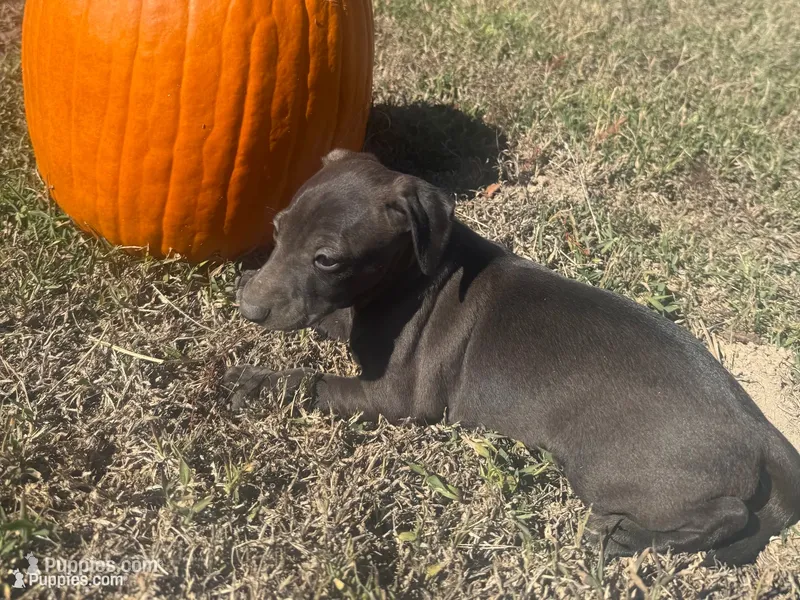 Paulie – Italian Greyhound puppy for sale in Norwood, MO