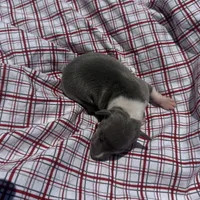 Louie, a male Italian Greyhound for sale in Norwood, MO – 2 of 7