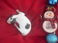 Tex, a male Italian Greyhound for sale in Norwood, MO – 3 of 10