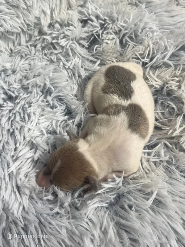 Benji – Italian Greyhound puppy for sale in Norwood, MO