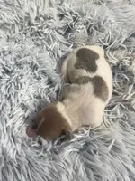 Benji, a male Italian Greyhound for sale in Norwood, MO – 1 of 8
